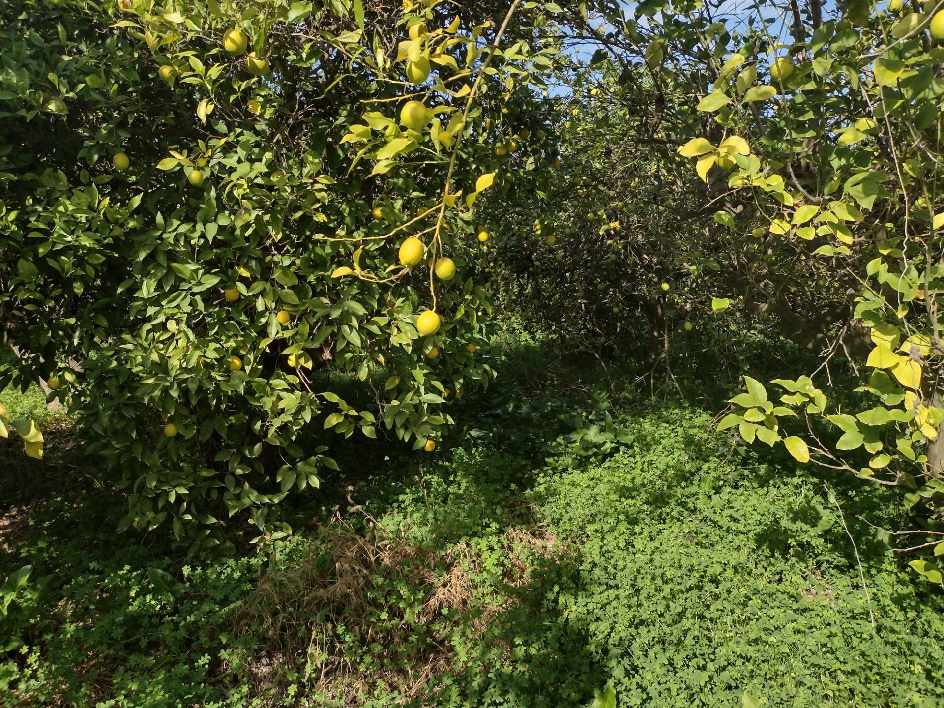 Terreno rural en venta en Machacanta, Torreaguera