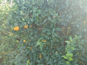 Terreno rural en venta en Machacanta, Torreaguera
