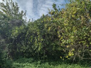 Terreno rural en venta en Machacanta, Torreaguera