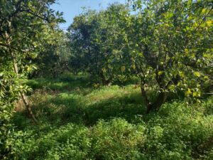 Terreno rural en venta en Machacanta, Torreaguera