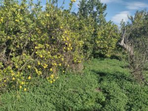 Terreno rural en venta en Machacanta, Torreaguera
