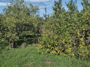 Terreno rural en venta en Machacanta, Torreaguera