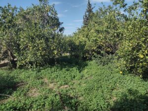 Terreno rural en venta en Machacanta, Torreaguera