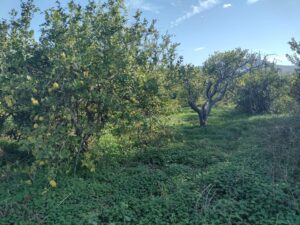 Terreno rural en venta en Machacanta, Torreaguera