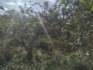 Terreno rural en venta en Machacanta, Torreaguera