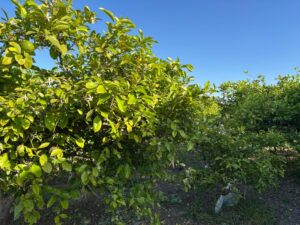 Terreno rural en venta en Monteagudo, Murcia
