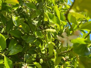 Terreno rural en venta en Monteagudo, Murcia