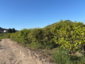 Terreno rural en venta en Monteagudo, Murcia
