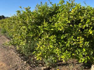 Terreno rural en venta en Monteagudo, Murcia