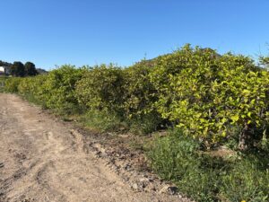 Terreno rural en venta en Monteagudo, Murcia