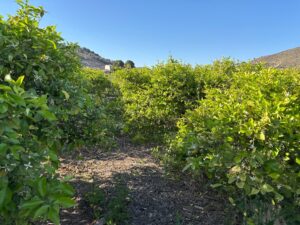 Terreno rural en venta en Monteagudo, Murcia
