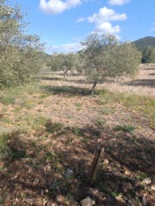 Terreno rural en venta en Noroeste  Murcia  - Cehegín, Cehegin