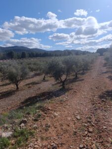 Terreno rural en venta en Noroeste  Murcia  - Cehegín, Cehegin