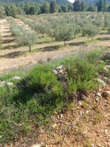 Terreno rural en venta en Noroeste  Murcia  - Cehegín, Cehegin