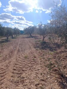 Terreno rural en venta en Noroeste  Murcia  - Cehegín, Cehegin