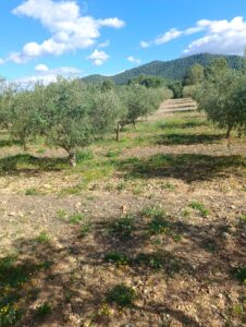 Terreno rural en venta en Noroeste  Murcia  - Cehegín, Cehegin