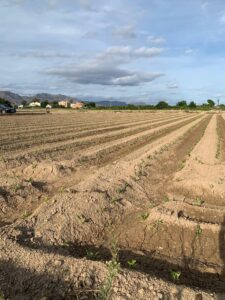 Terreno rural en venta en Santa Cruz, Murcia