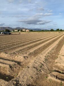 Terreno rural en venta en Santa Cruz, Murcia