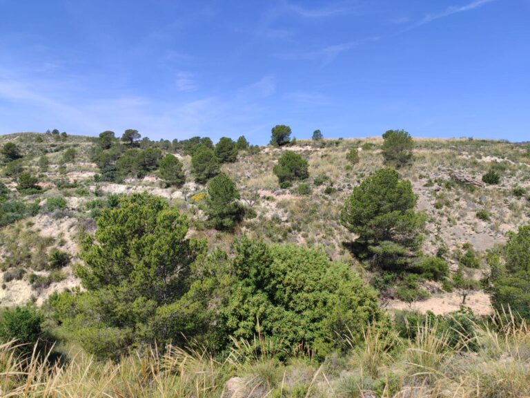 Terreno rural en venta en Yéchar, Mula