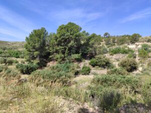 Terreno rural en venta en Yéchar, Mula