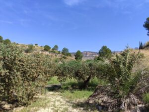 Terreno rural en venta en Yéchar, Mula