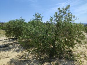 Terreno rural en venta en Yéchar, Mula
