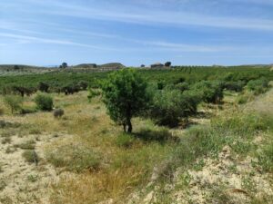 Terreno rural en venta en Yéchar, Mula