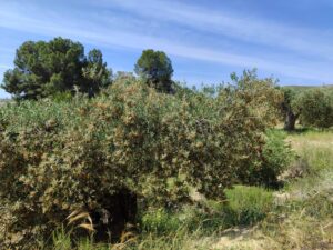 Terreno rural en venta en Yéchar, Mula