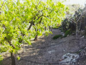Terreno urbano en venta en Bullas, Bullas