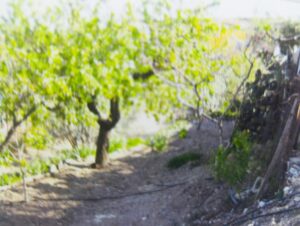 Terreno urbano en venta en Bullas, Bullas