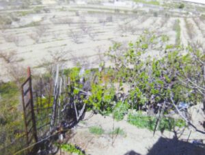 Terreno urbano en venta en Bullas, Bullas