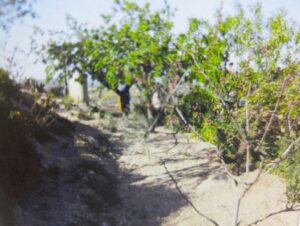 Terreno urbano en venta en Bullas, Bullas
