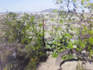 Terreno urbano en venta en Bullas, Bullas