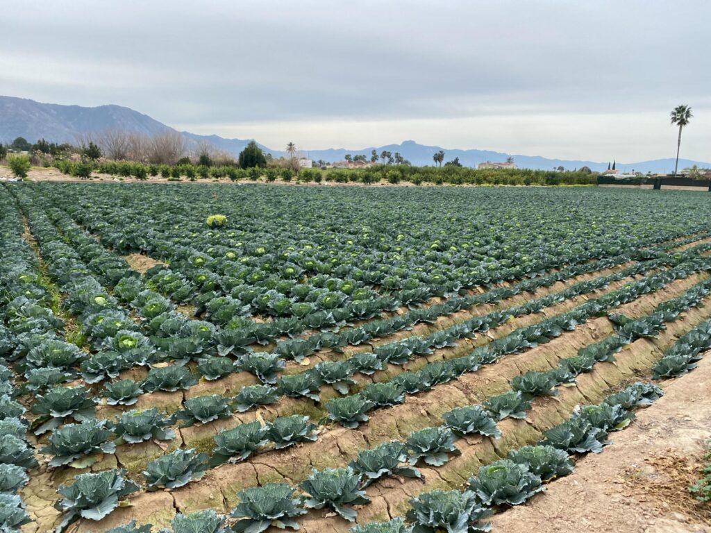 Terreno urbano en venta en El raal, EL RAAL