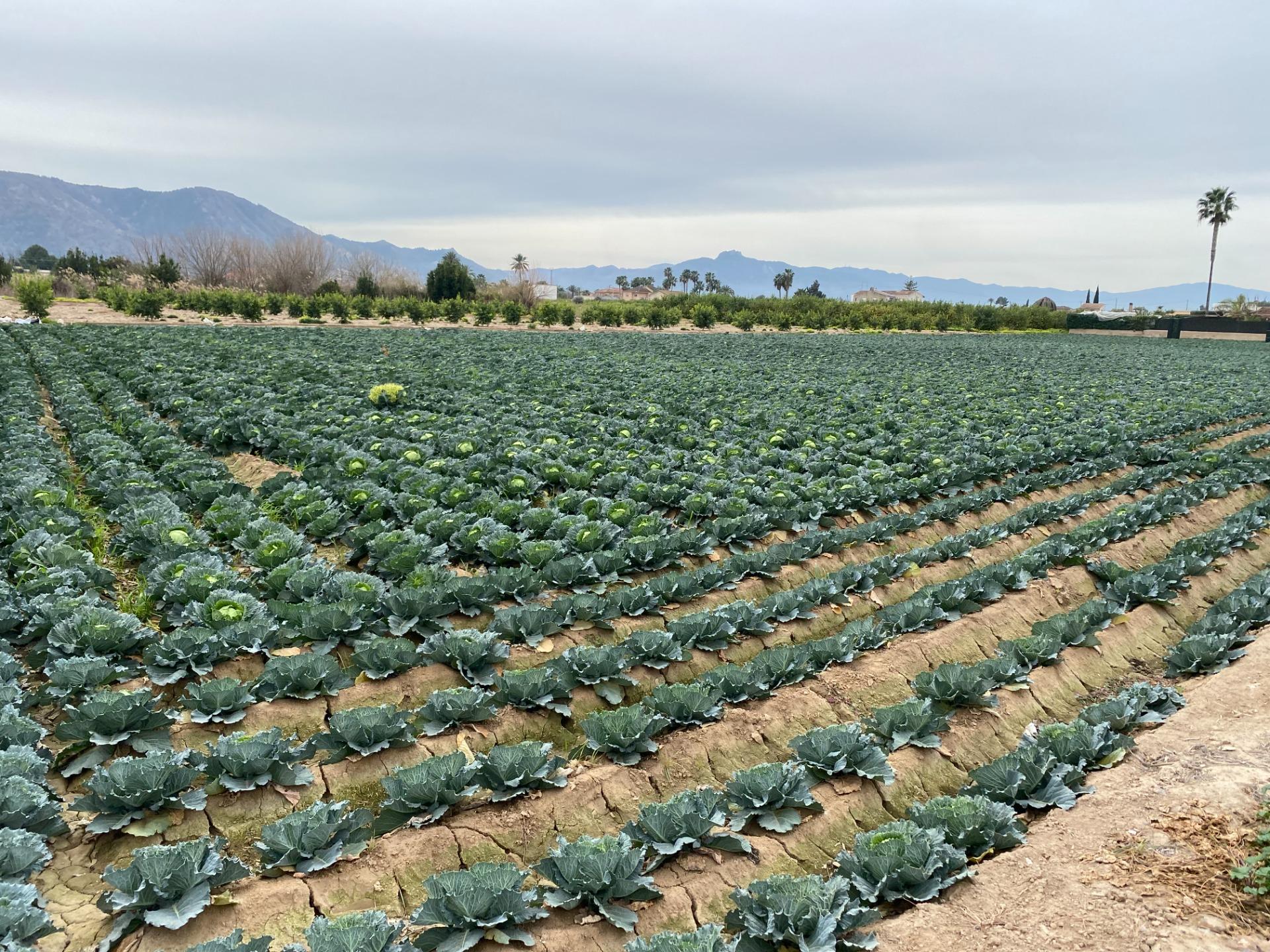 Terreno urbano en venta en El raal, EL RAAL