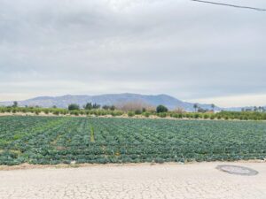 Terreno urbano en venta en El raal, EL RAAL