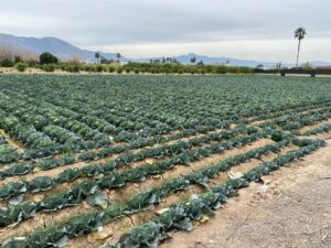 Terreno urbano en venta en El raal, EL RAAL