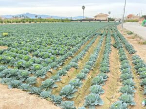 Terreno urbano en venta en El raal, EL RAAL