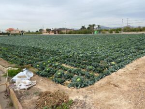 Terreno urbano en venta en El raal, EL RAAL
