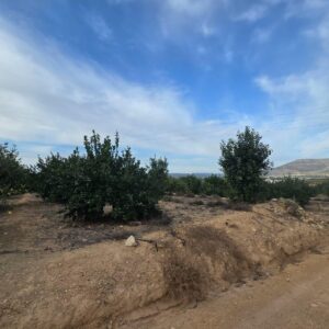 Terreno urbano en venta en Blanca, Blanca