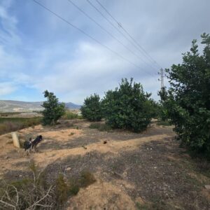 Terreno urbano en venta en Blanca, Blanca