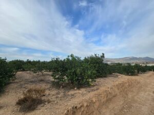 Terreno urbano en venta en Blanca, Blanca