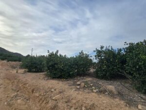 Terreno urbano en venta en Blanca, Blanca