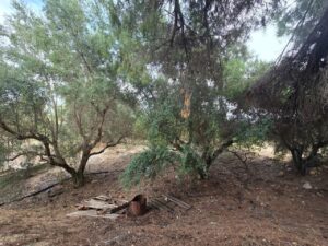 Terreno urbano en venta en Blanca, Blanca