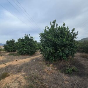 Terreno urbano en venta en Blanca, Blanca